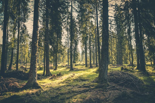 Isolation Forest – jak działa algorytm wykrywający anomalie?