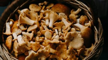 Suszenie grzybów w piekarniku – krok po kroku