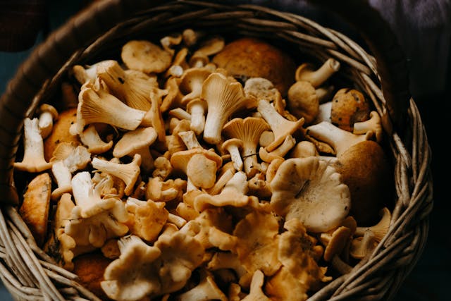Suszenie grzybów w piekarniku – krok po kroku