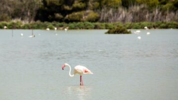 Lidl w nowej erze handlu – gdy technologia spotyka ekologię